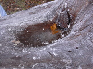 Frost på træstub